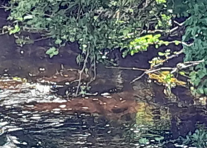 Glamping Bell Tent St Mullins